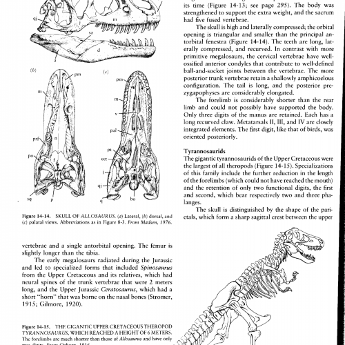 Page 296 of Vertebrate Palaeontology and Evolution by Robert L Carroll.